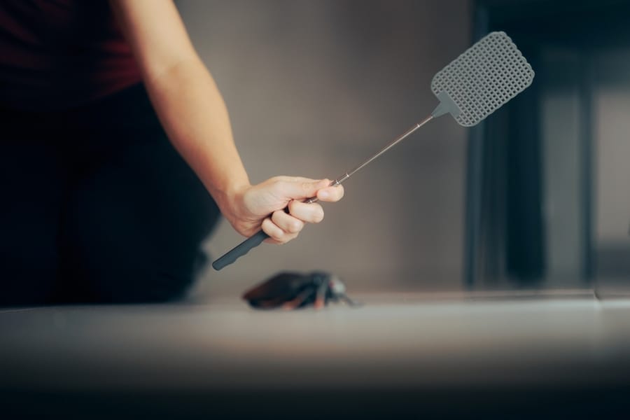 Hand Holding A Fly Swatter Ready To Strike A Cockroach