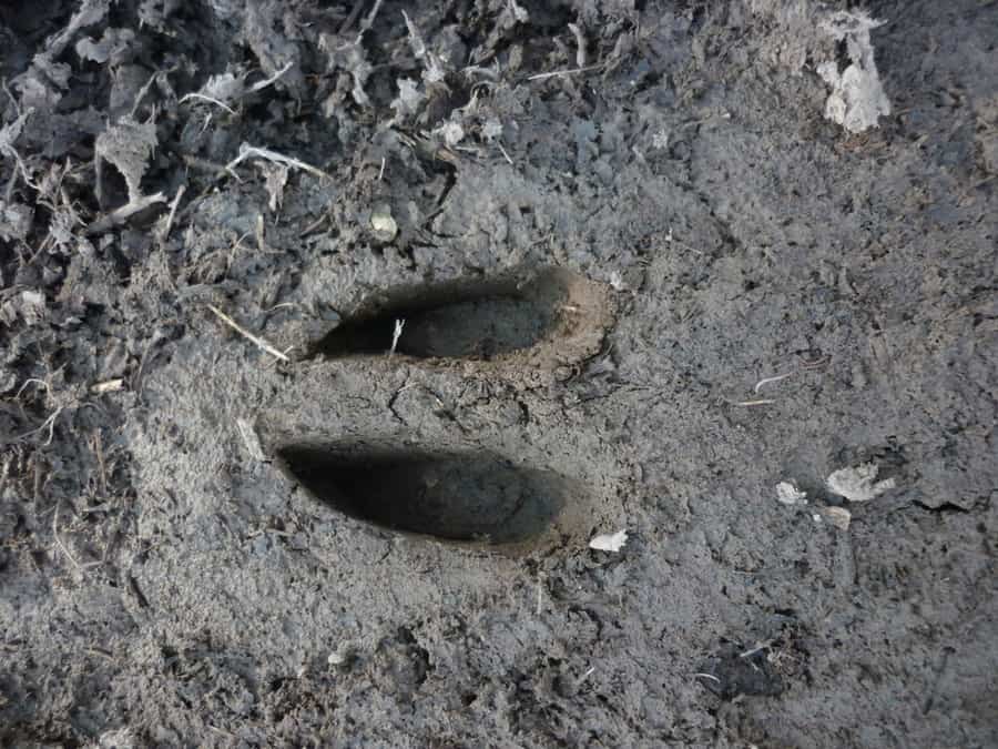 Hoof Prints