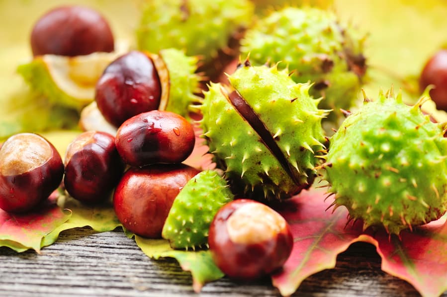 Horse Chestnuts Horse Chestnuts