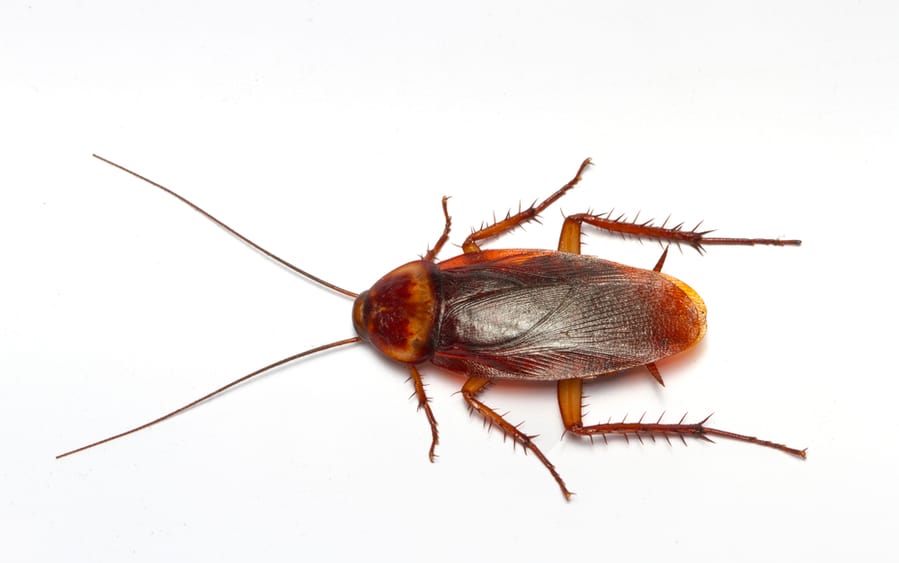 How Do Roach Baits Work? How Do Roach Baits Work?