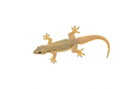 How To Catch A Lizard In Your Garage