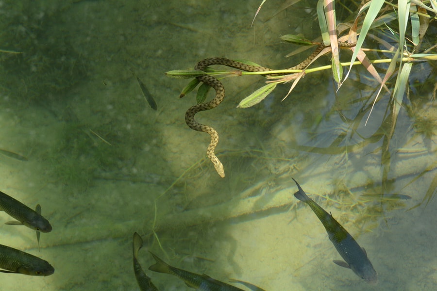 How To Deter Snakes From Your Pond