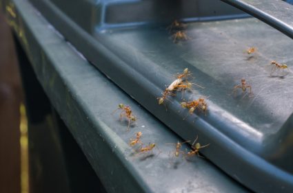 How To Keep Ants Out Of Trash Cans?
