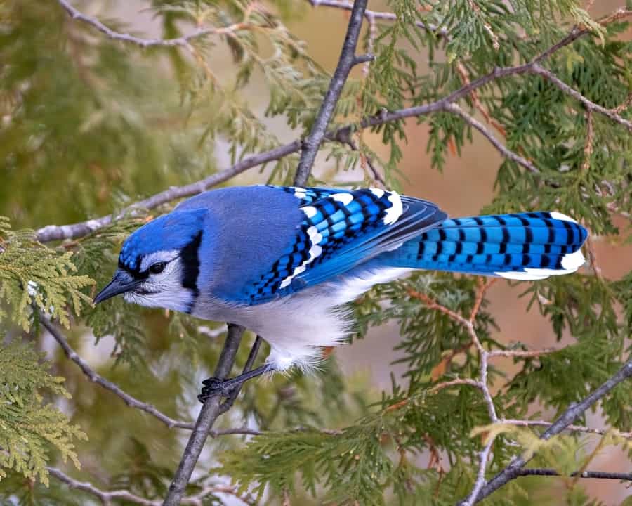 How To Keep Blue Jays Away