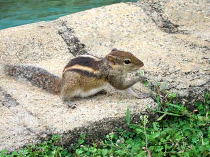 How To Keep Chipmunks Out Of Pool