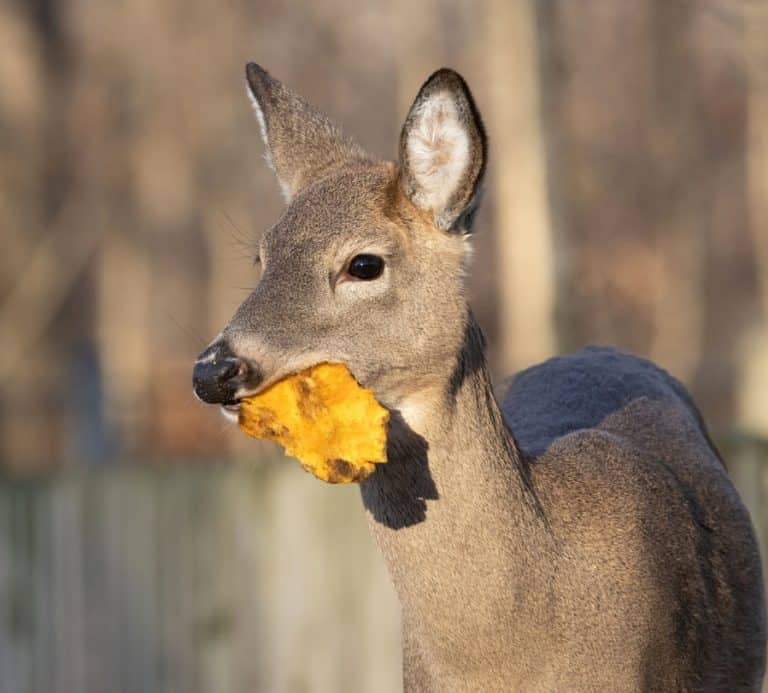 How To Keep Deer Away From My Pumpkins