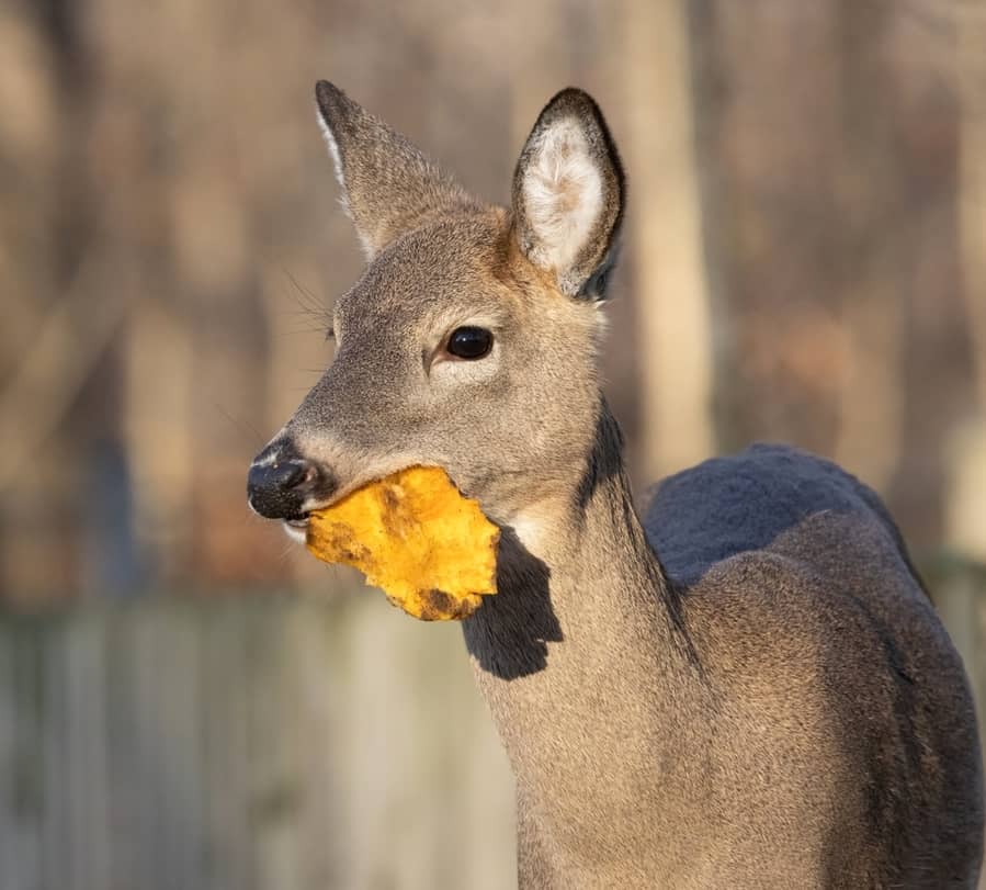 How To Keep Deer Away From Pumpkins