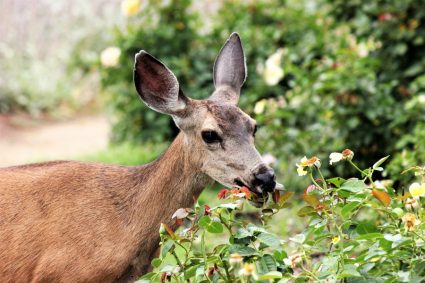 How To Keep Deer Away From Roses