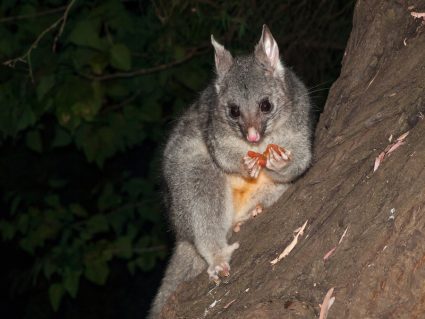 How To Keep Possums Away From Fruit Trees