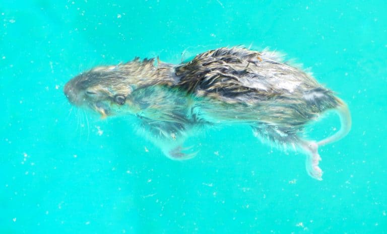 Pool Side Rat How To Keep Rats Out of Pool | BeatPests