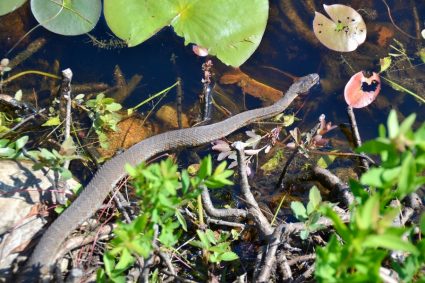 How To Keep Snakes Out Of Pond