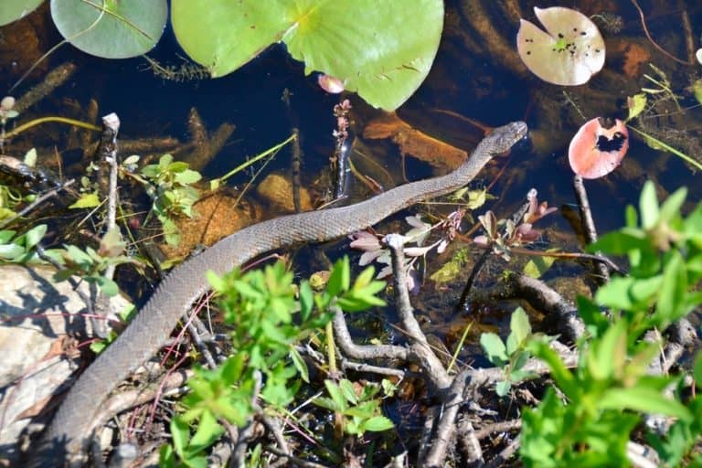How To Keep Snakes Out of Pond BeatPests