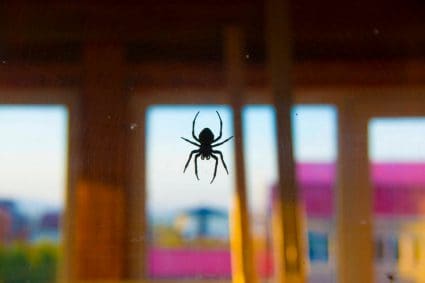 How To Keep Spiders Out Of Windows