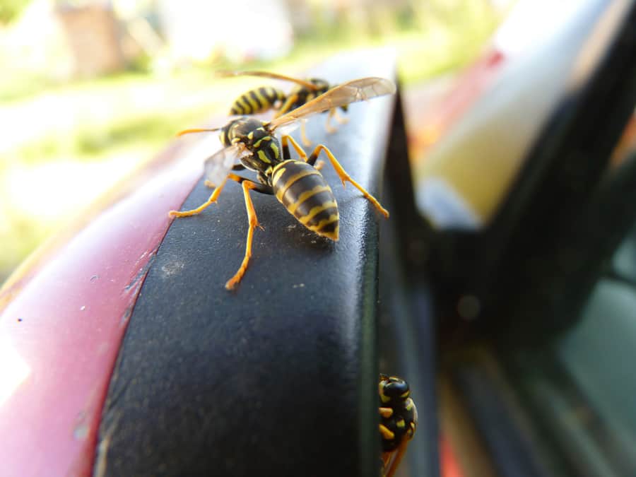 How To Keep Wasps Away From Car