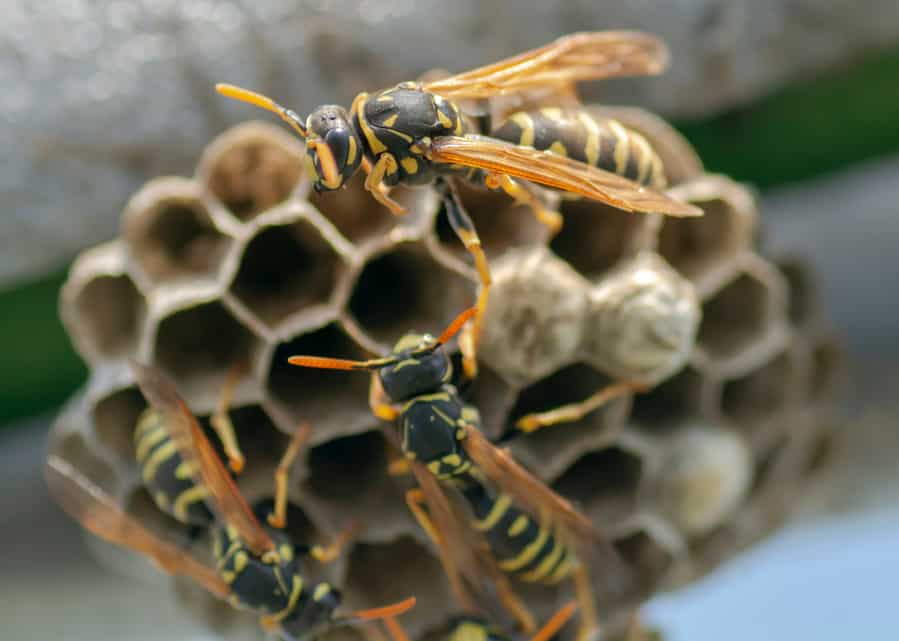How To Keep Wasps Out Of Outdoor Light Fixtures