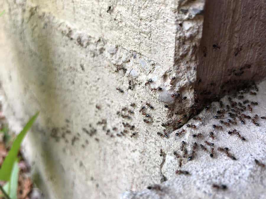 How To Prevent Ant Infestation?