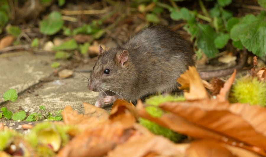 How To Prevent Future Rat Infestations