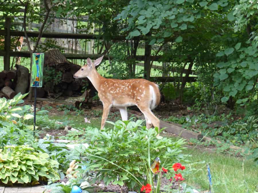 How To Verify Deer Activity In Your Pumpkin Patch