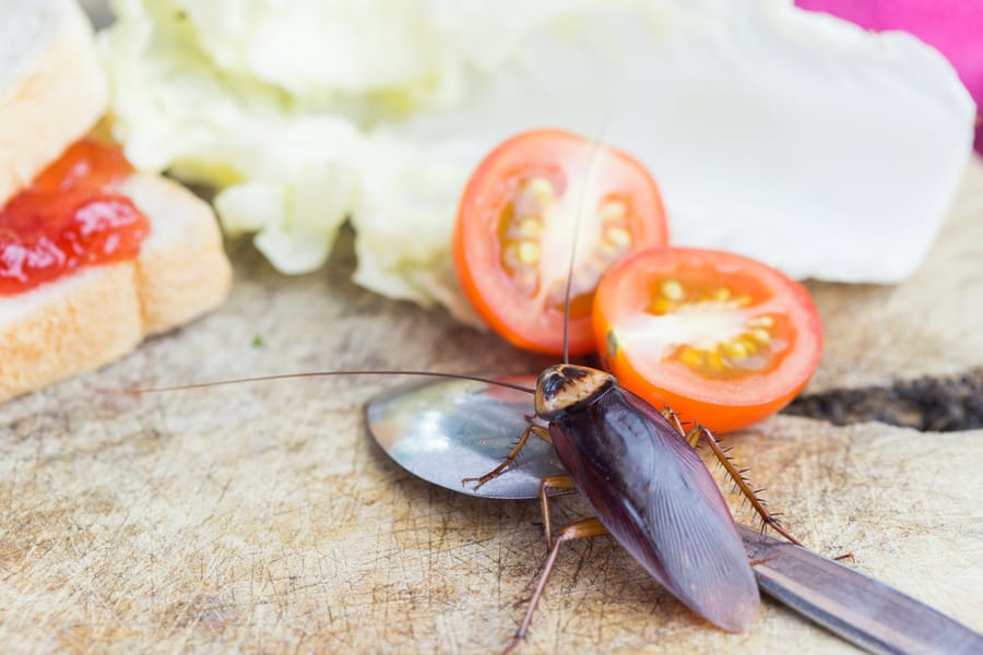 Is It Dangerous To Ingest A Roach?