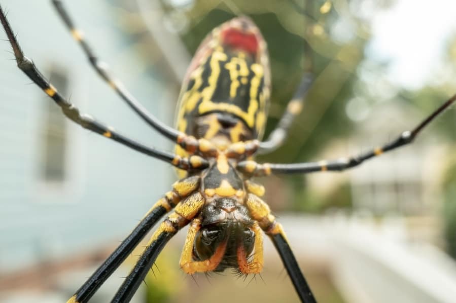 Jaro Spider Hangs Upside Down In A Suburban Neighborhood