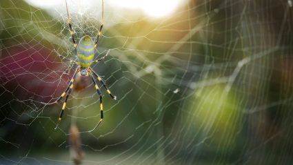 Joro Spider In Its Web