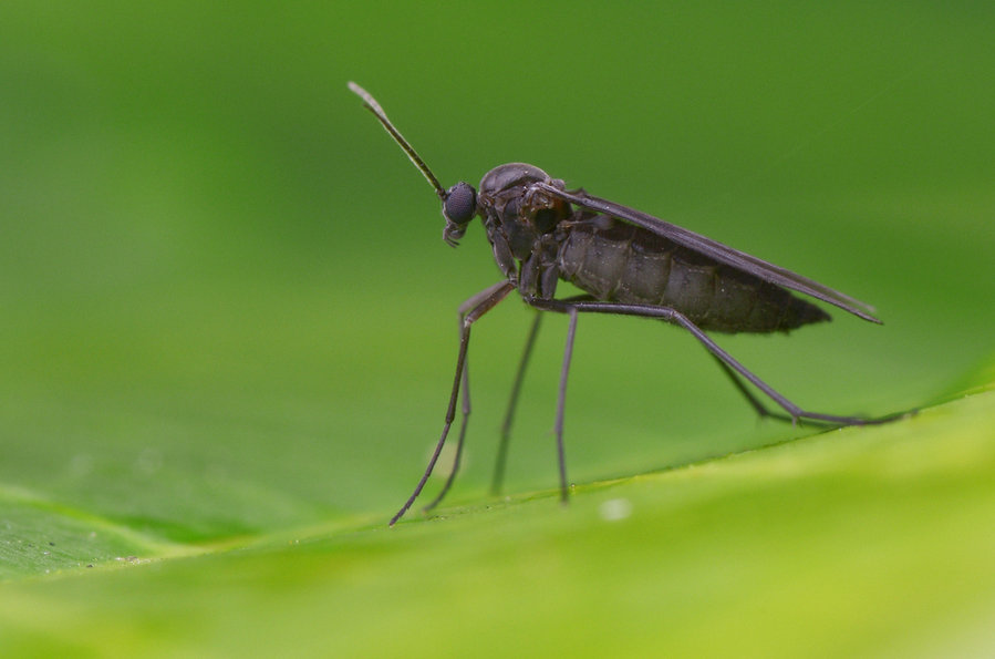 Macro Image Of A Dark-Winged Fungus Gnat On Green Leaf