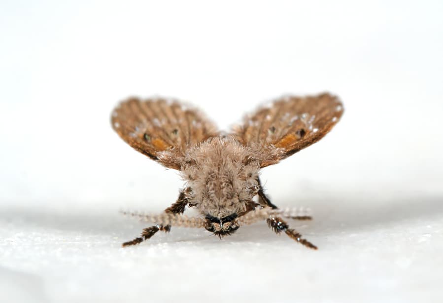 Macro Photography Of Drain Fly On White Floor