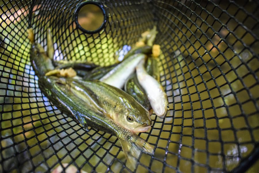 Minnow Trap Full Of Creek Chubs