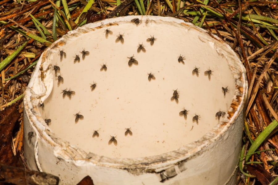 Moth Flies In A Drain Pipe