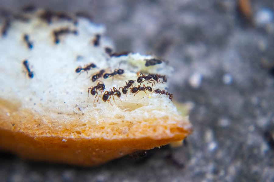 Natural Ways To Keep Ants Away From Grill