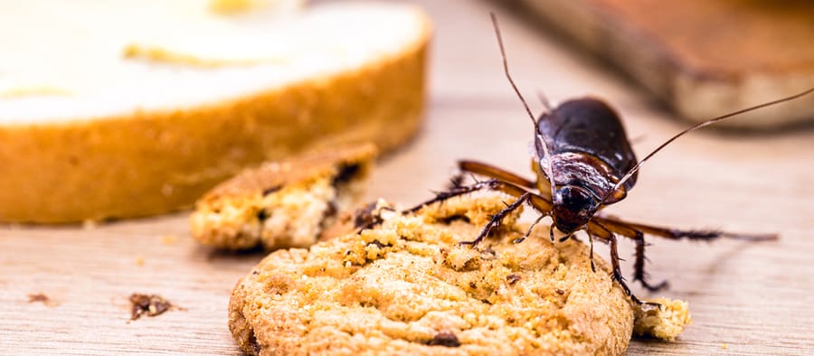 Ordinary American Cockroach, Walking On Table With Scraps Of Food
