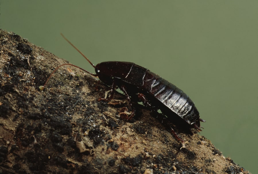 Oriental Cockroach (Blattidae) Insect Roach