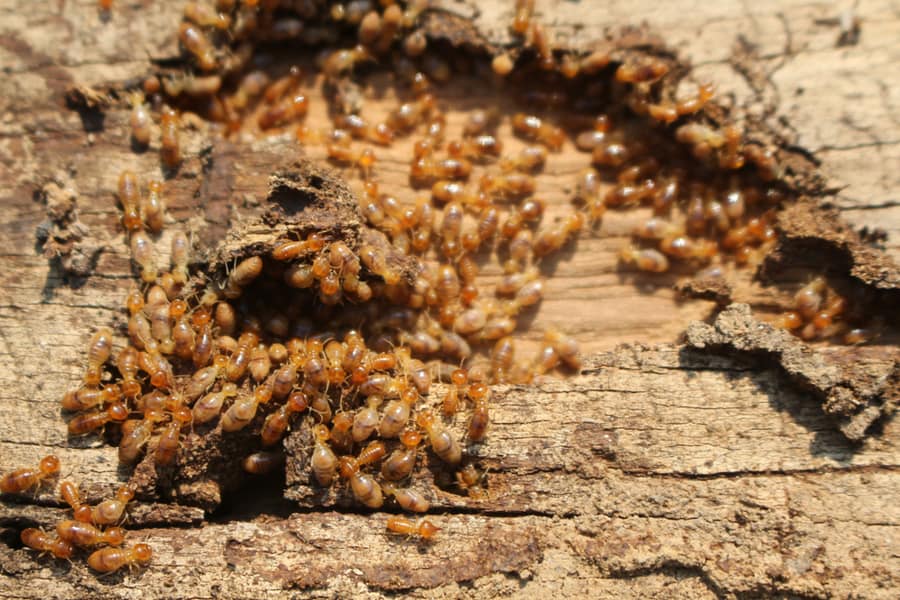 Other Signs Of Termite Infestations