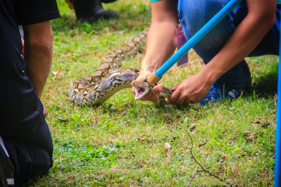 People Are Catching Snake