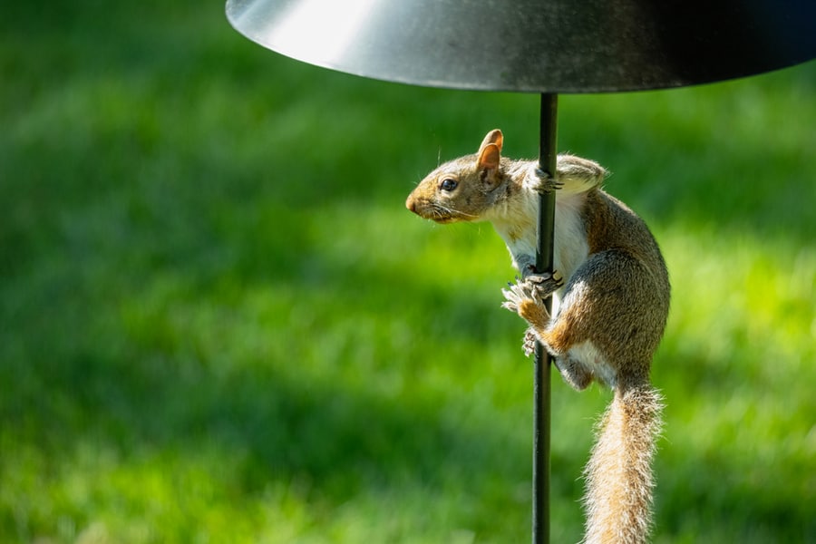 Place The Birdhouse Where It Is Not Accessible To Squirrels Place The Birdhouse Where It Is Not Accessible To Squirrels