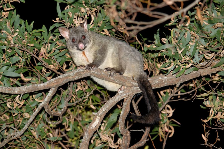 Places Possums Use To Hide During The Day