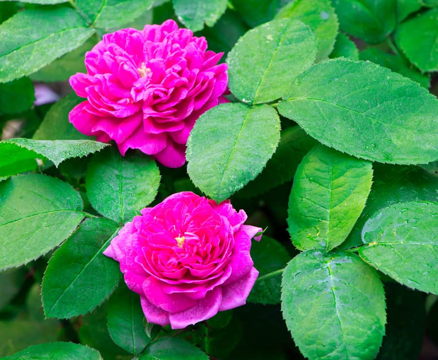 Plant Deer-Resistant Roses (Rugosa Roses)