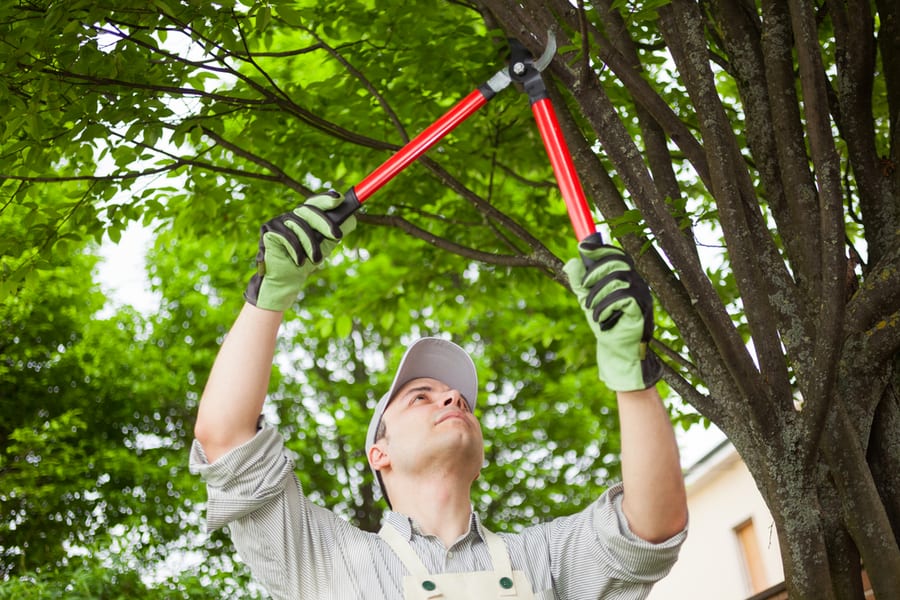 Pruning Branches