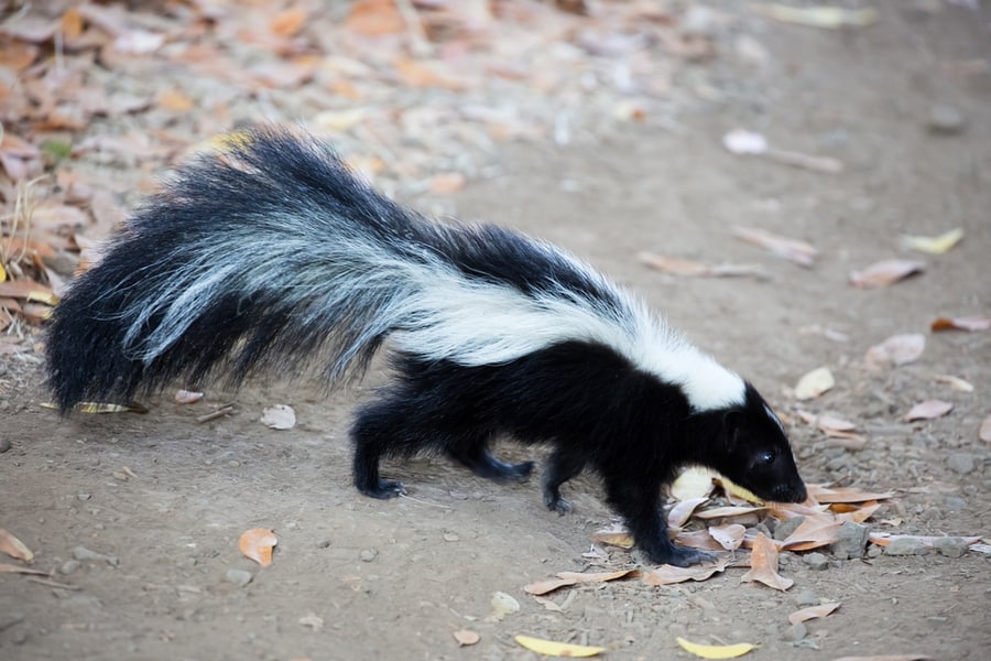 Reasons Why Skunks Spray Under Your House