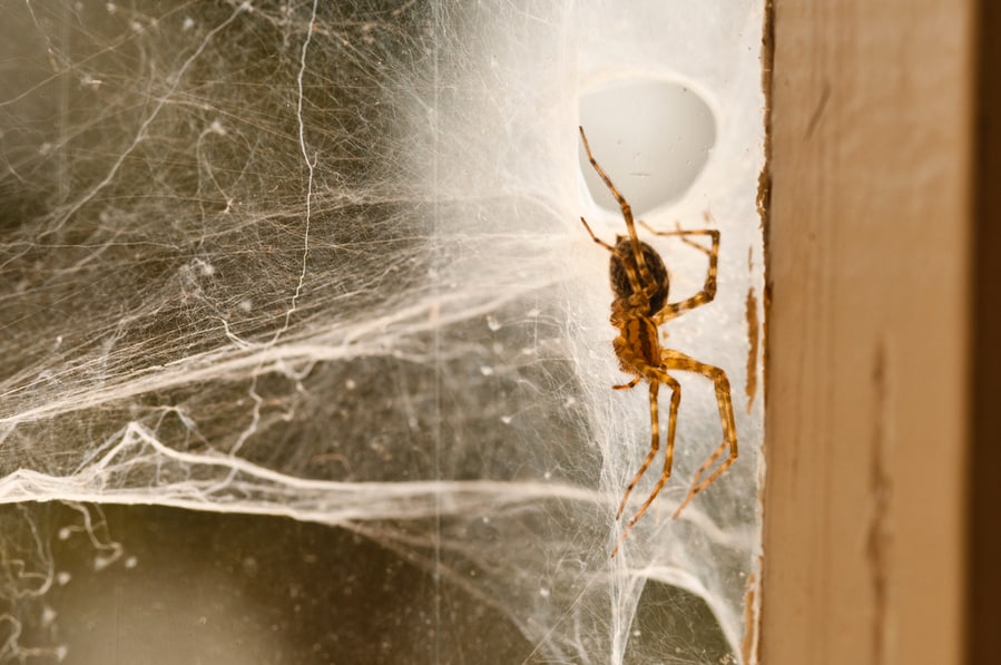 Remove Their Webs Remove Their Webs