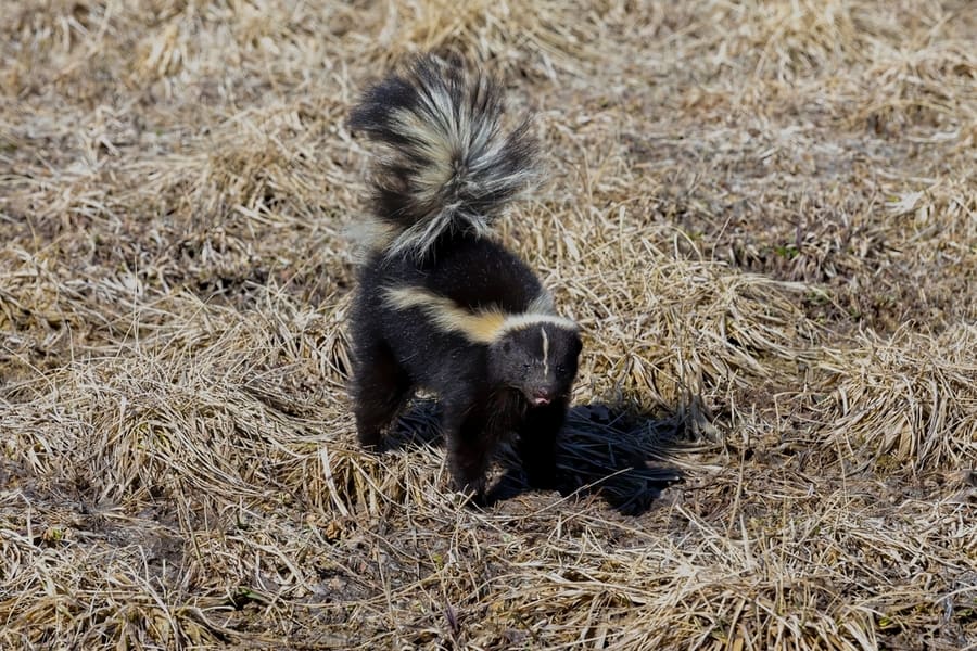 Skunks Spray When It Is Not Mating Season