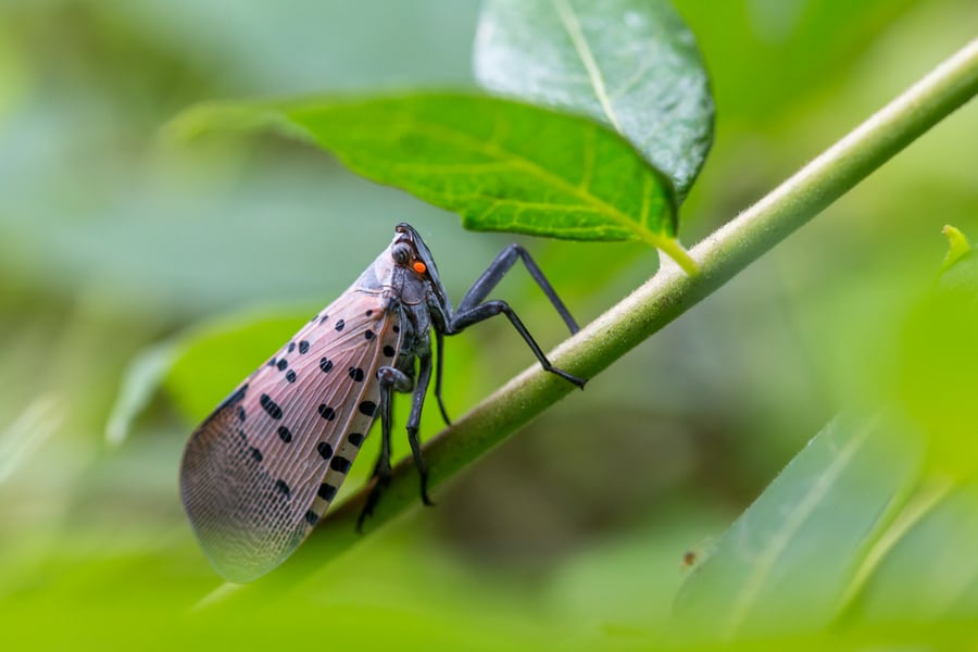 Spotted Lanterfly On A Branch Of A Tree