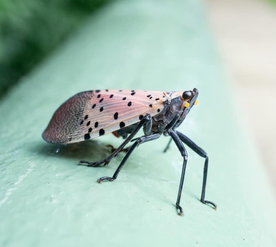 Spotted Lanternfly Sits On A Fence