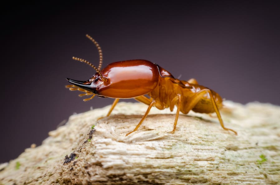 Spotting Live Termites