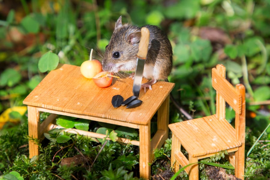 Steps To Keep Mice Out Of Outdoor Furniture