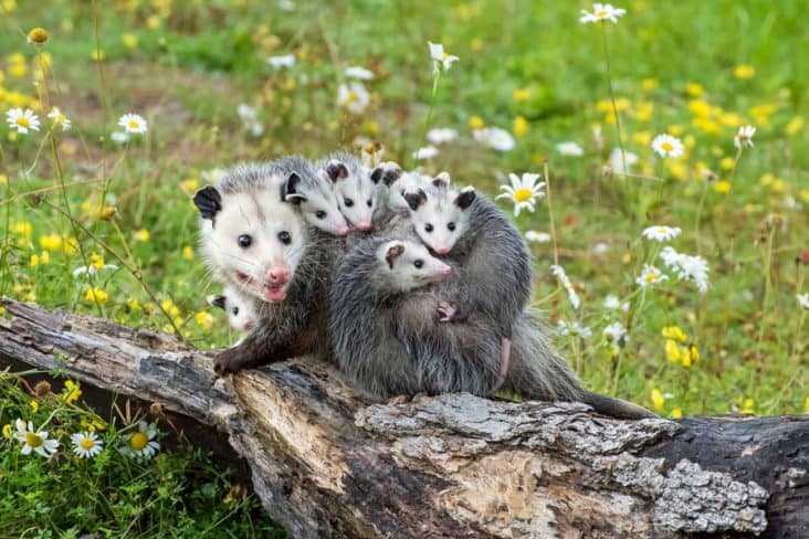 How To Keep Possums Away From Fruit Trees | BeatPests
