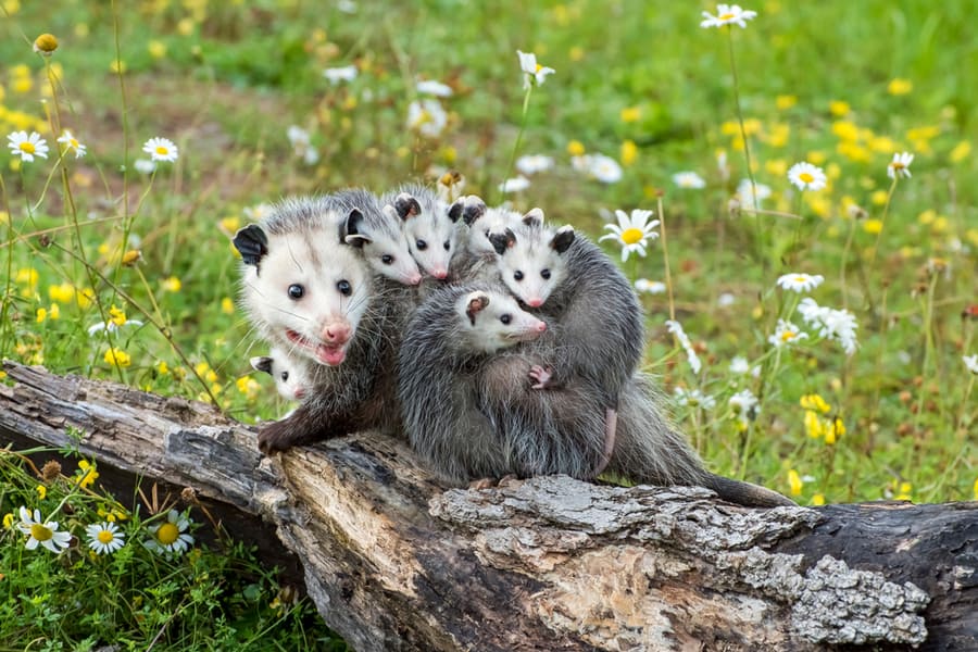 Strategies To Keep Possums Away From Fruit Trees