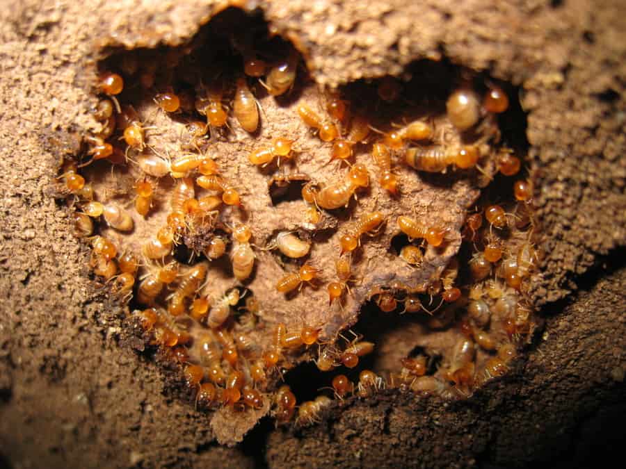 Subterranean Termite