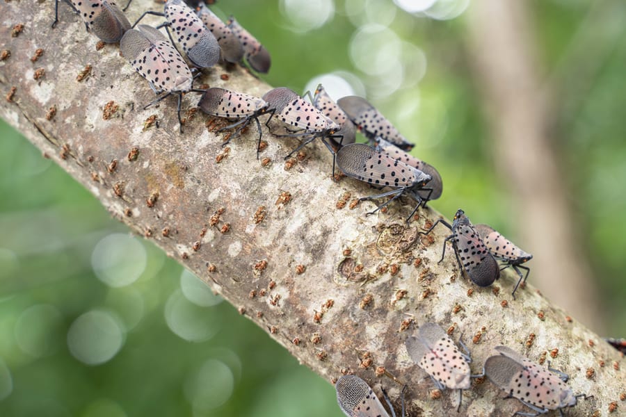 Swarm Of Spotted Lanternflies On Tree Branch