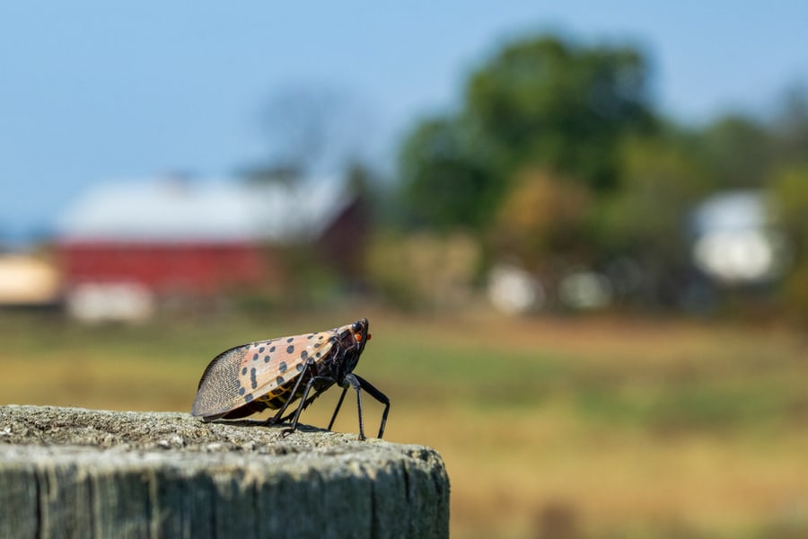 The Spotted Lantern Fly On A Wood